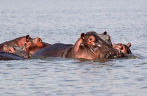Hippo Family in Lake Naivaisha  Kenya.